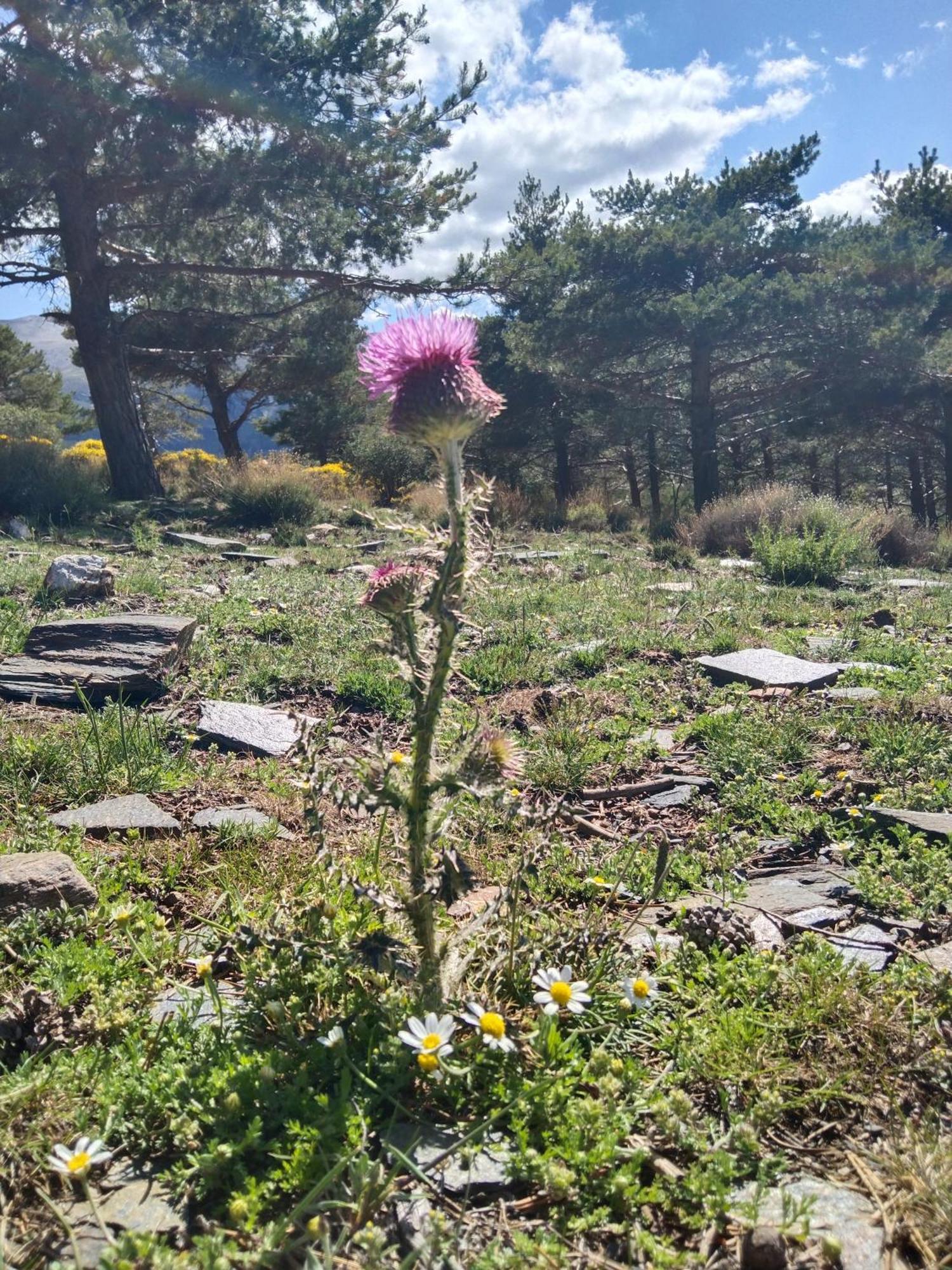 La Posada Del Altozano Lanteira Εξωτερικό φωτογραφία